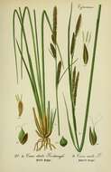 Image of Hummock sedge