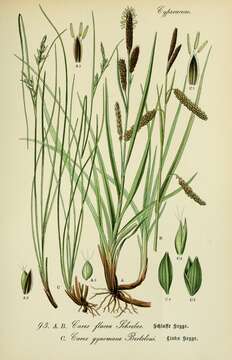 Image of glaucous sedge