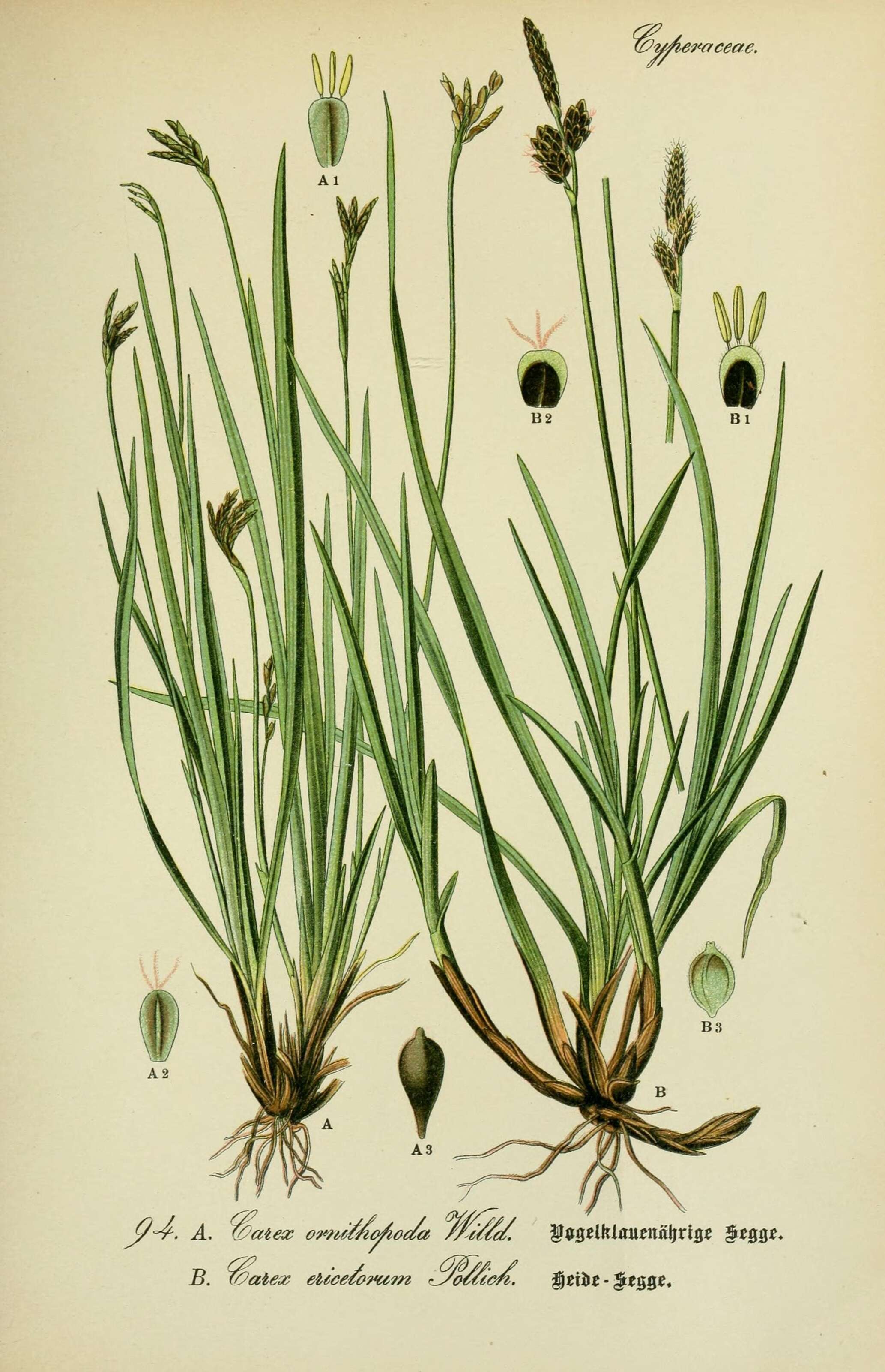 Image of Carex ornithopoda Willd.