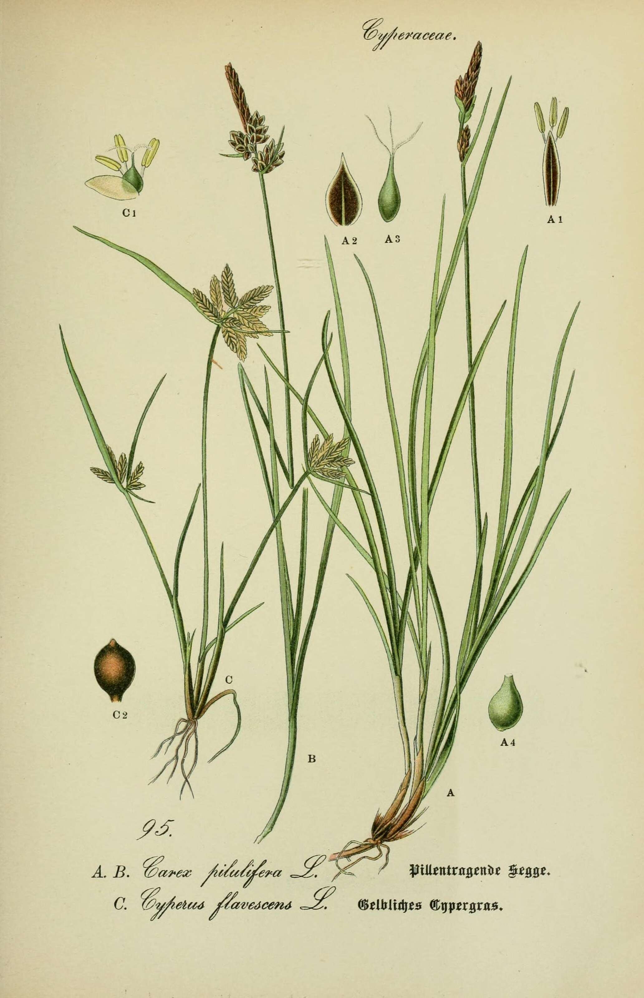 Image of Yellow Flat Sedge