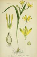 Image of yellow star of Bethlehem