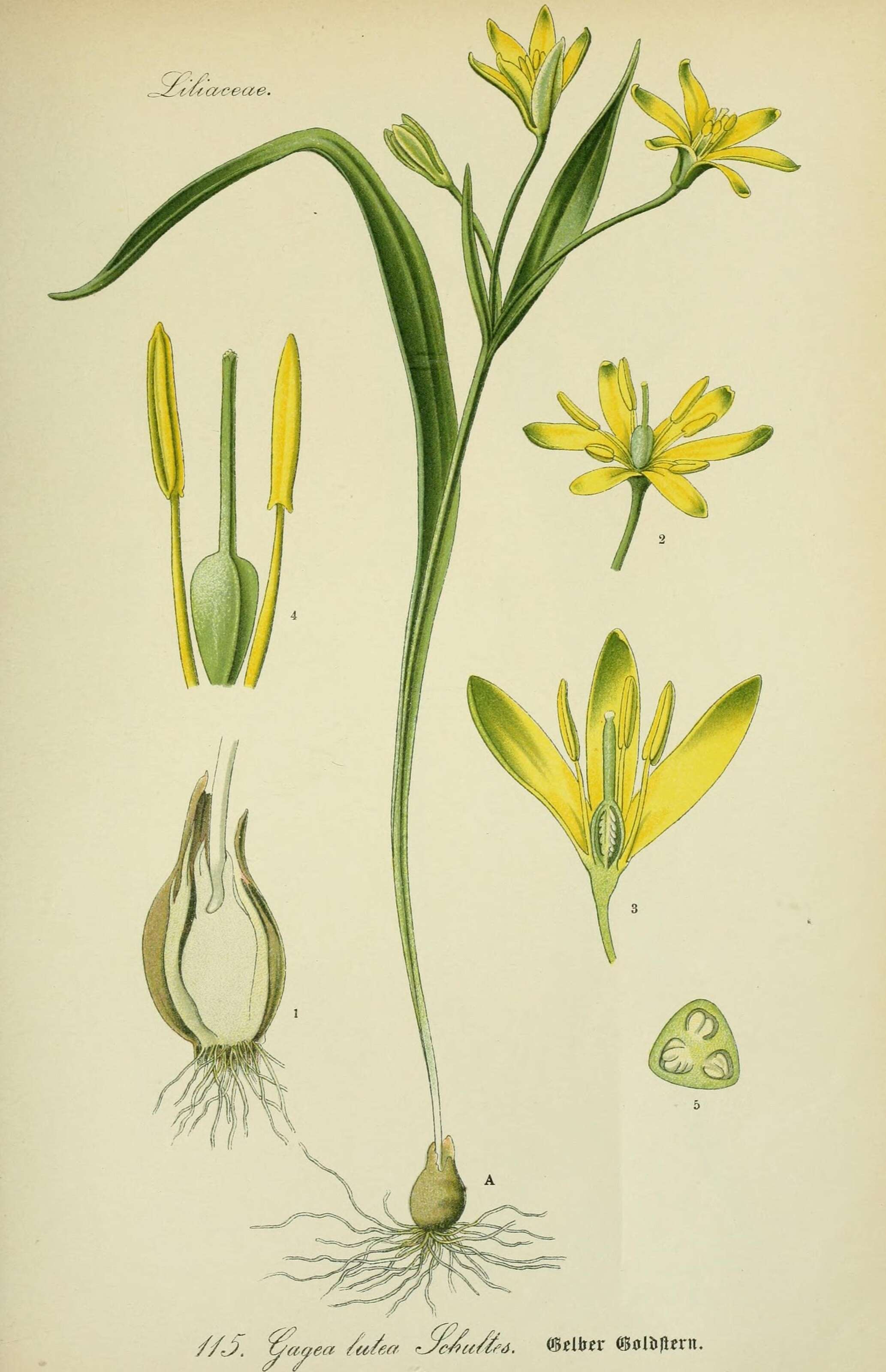 Image of yellow star of Bethlehem