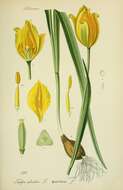 Image of Wild tulip