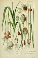 Allium scorodoprasum L.的圖片