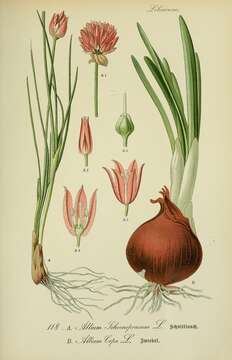 Image of wild chives