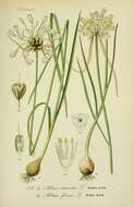 Image of Allium flavum L.