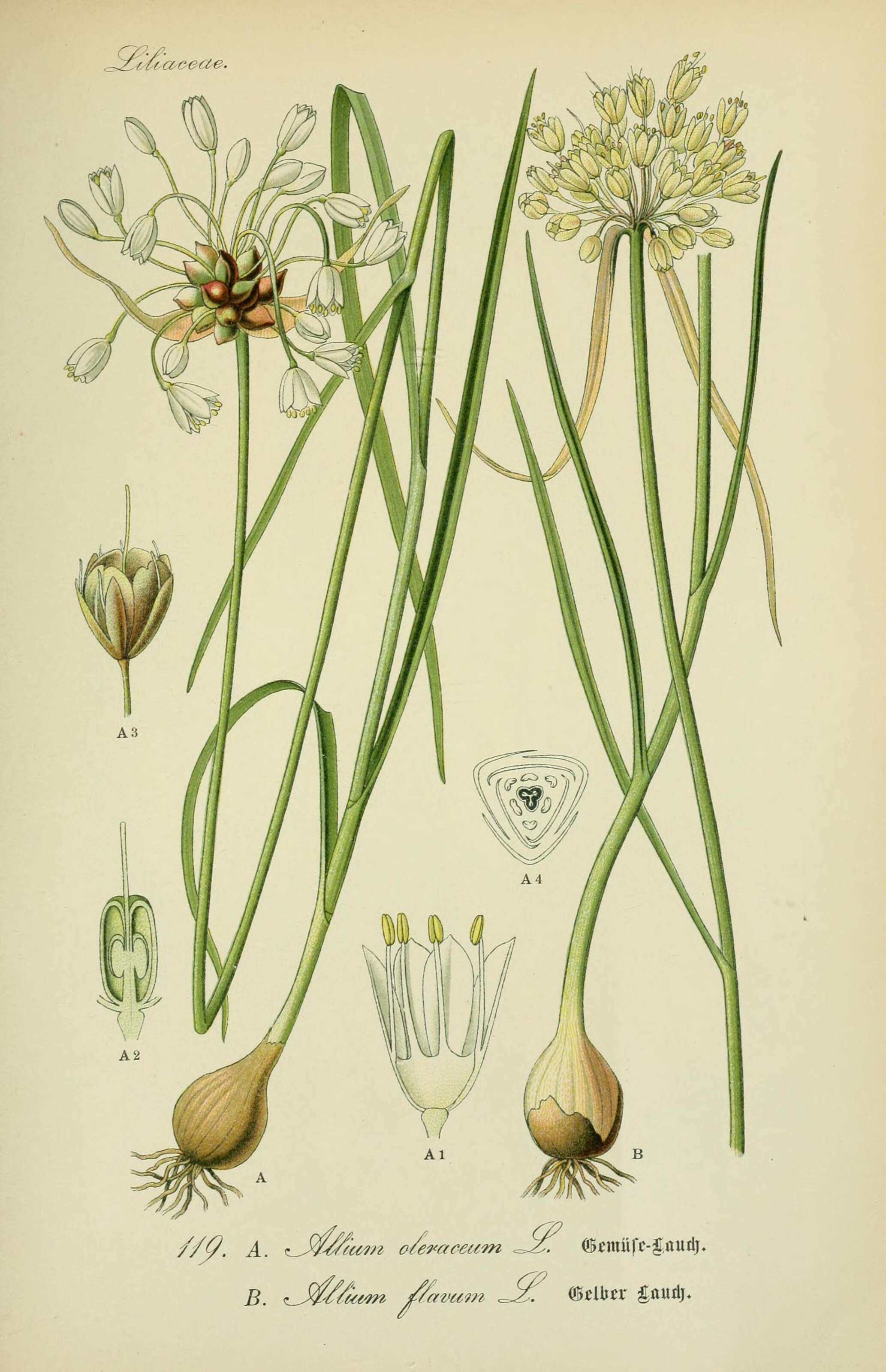 Image of Allium flavum L.