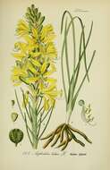 Image of yellow asphodel