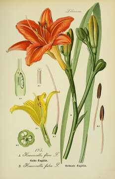 Image of orange daylily