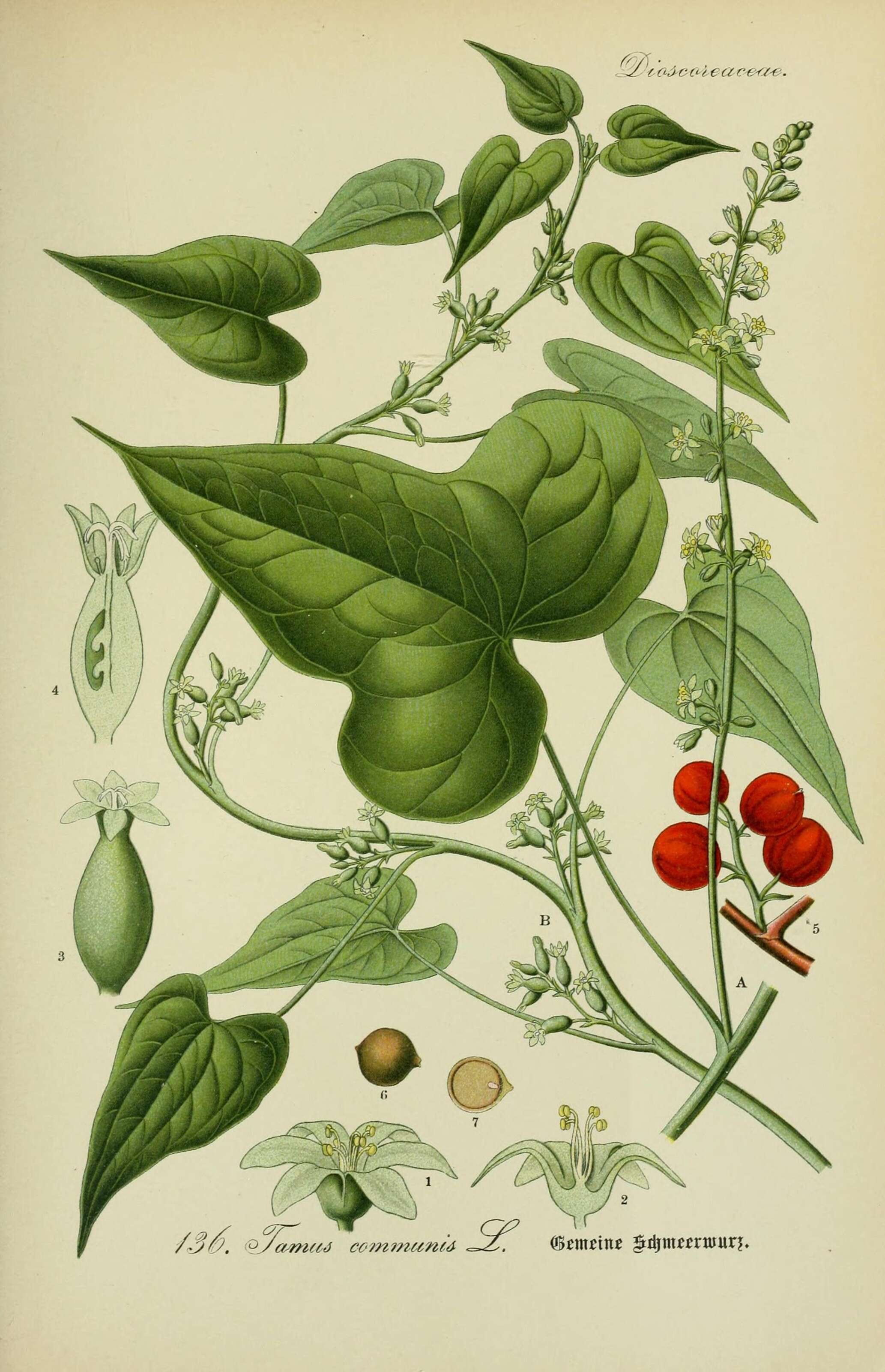 Dioscorea communis (L.) Caddick & Wilkin resmi