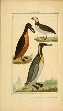 Imagem de Pinguinus Bonnaterre 1791