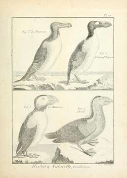 Imagem de Pinguinus Bonnaterre 1791