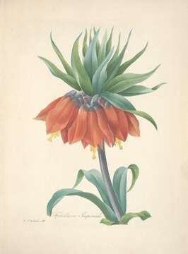 Image of imperial fritillary