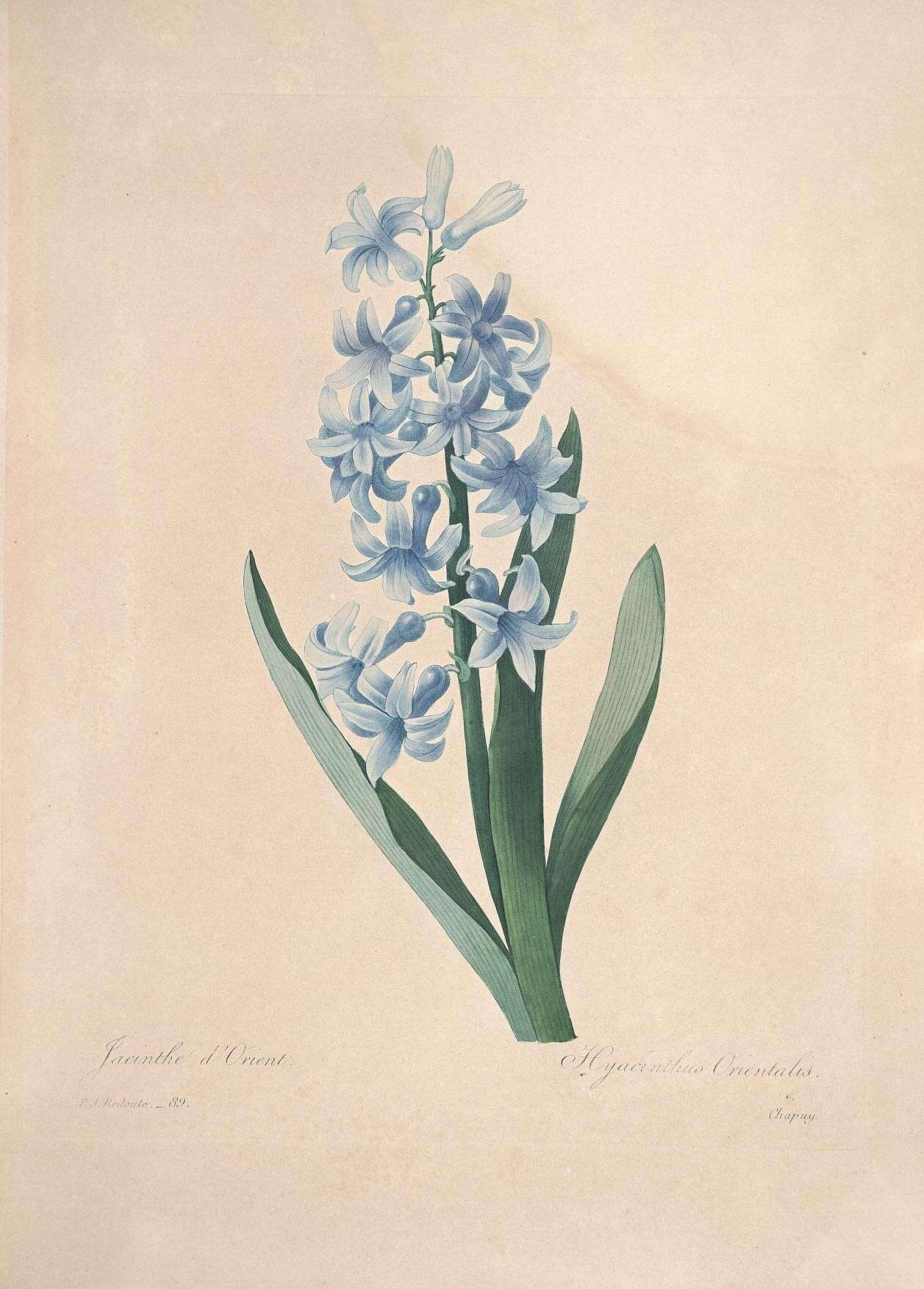 Image of Hyacinth