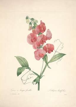 Image of Everlasting pea