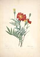 Image of French marigold