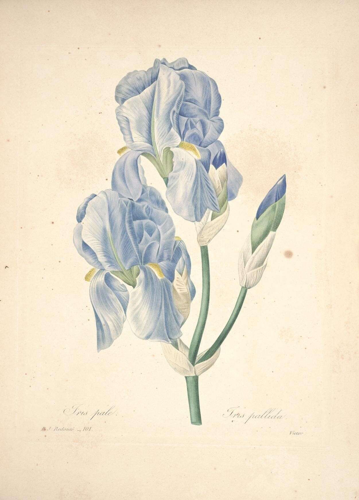 Image of sweet iris
