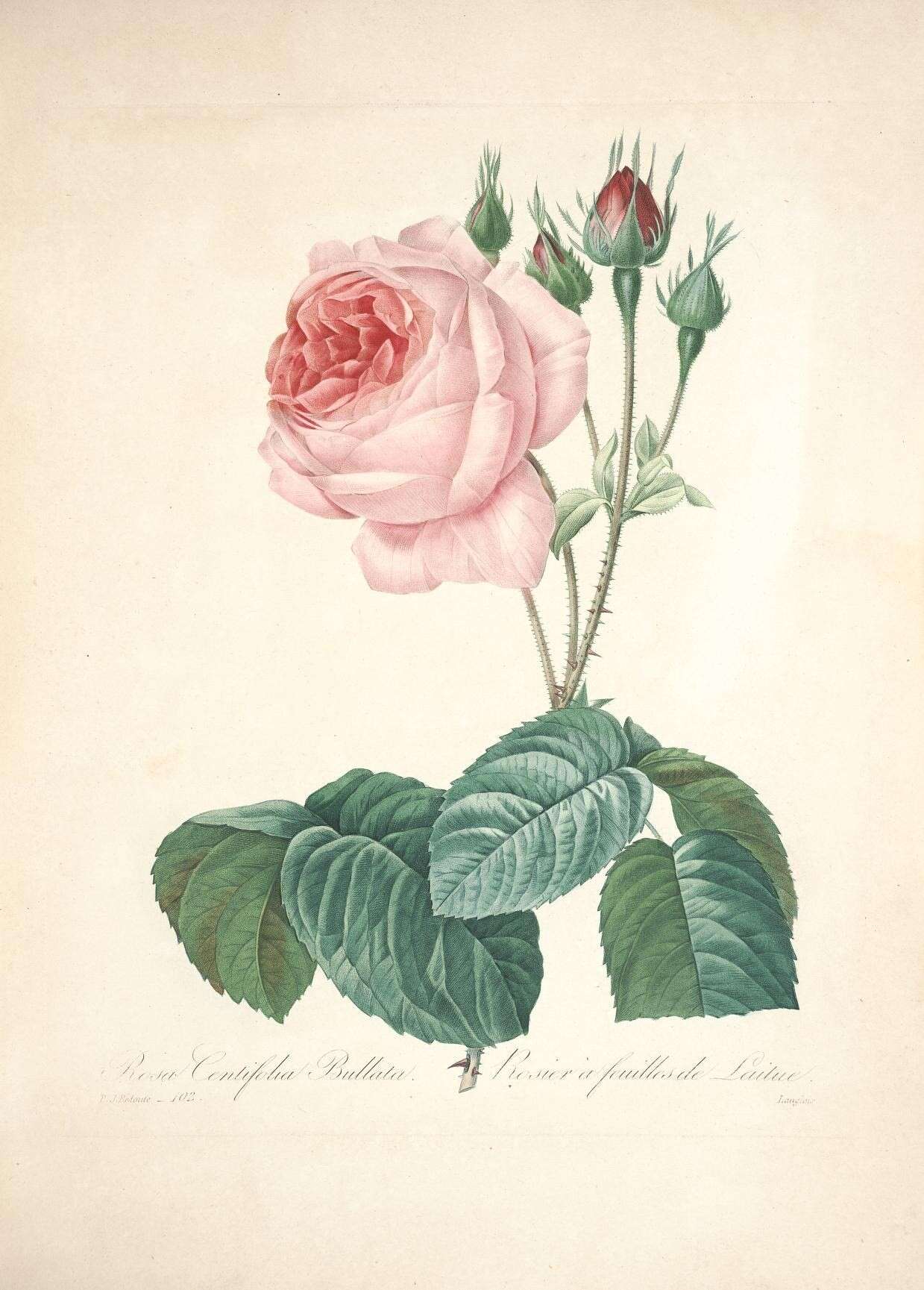 Plancia ëd Rosa centifolia L.