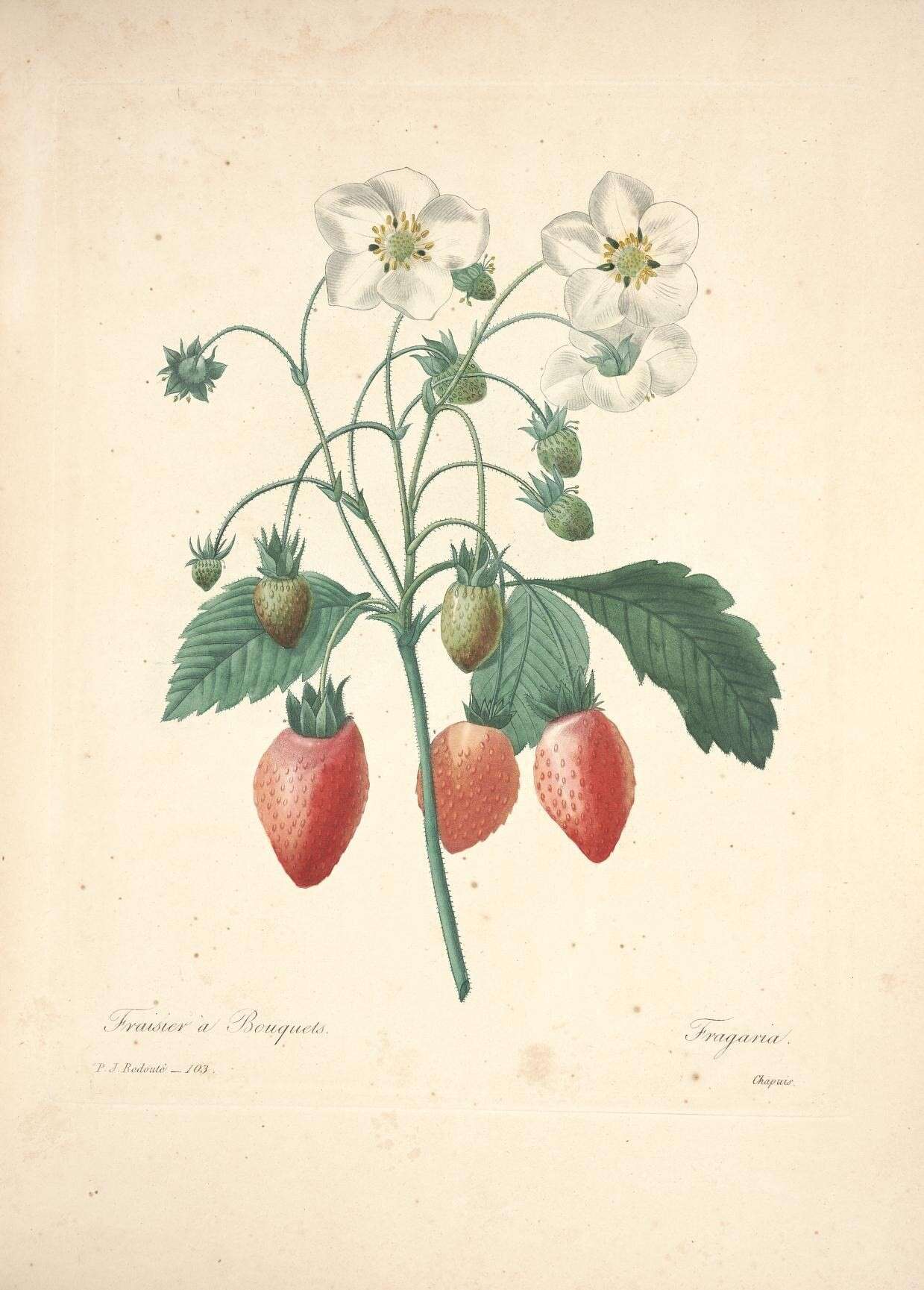 Image de Fragaria chiloensis (L.) Duchesne