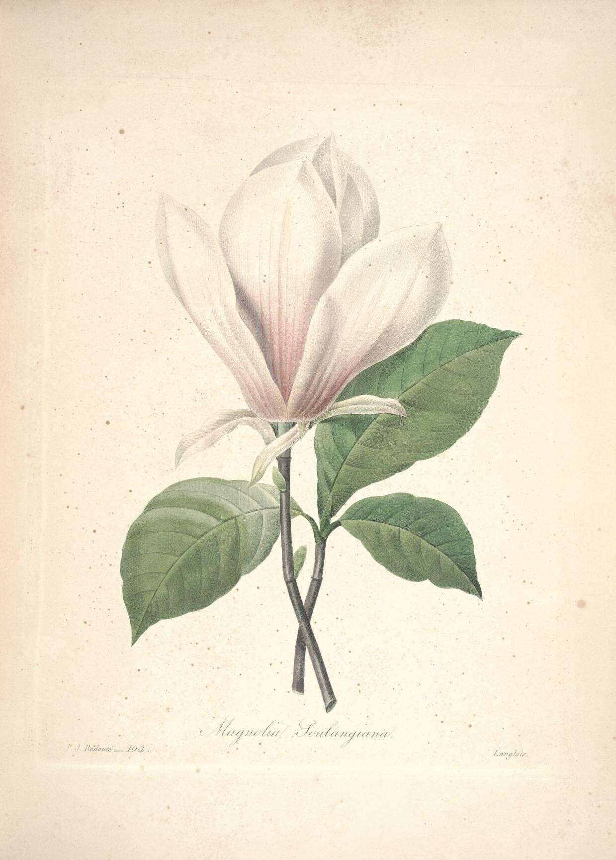 Imagem de Magnolia soulangeana Soul.-Bod.