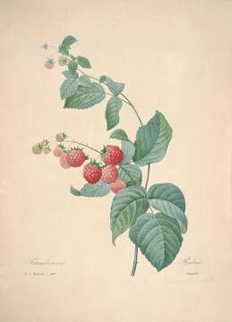 Imagem de Rubus idaeus L.