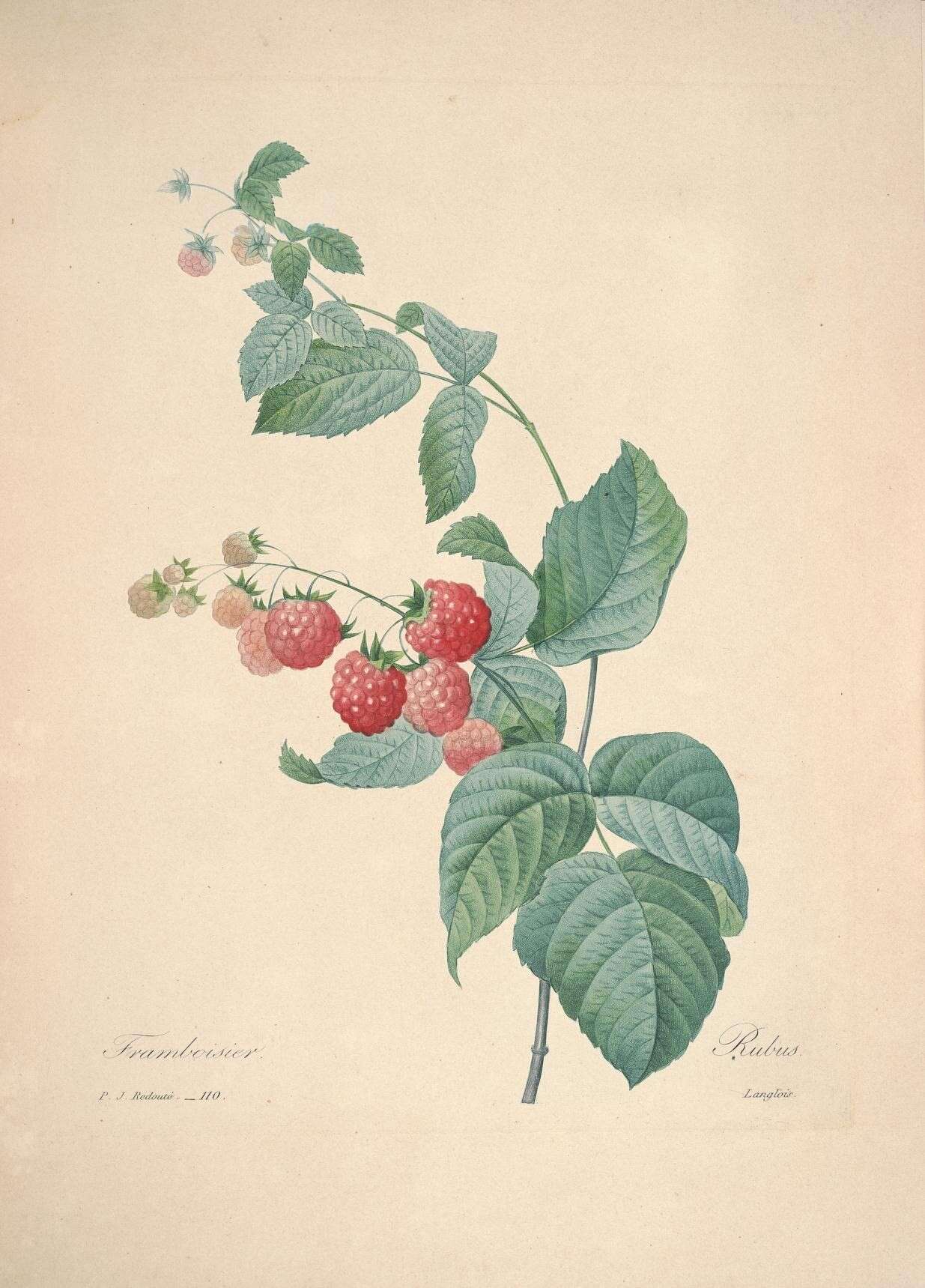 Image of Raspberry