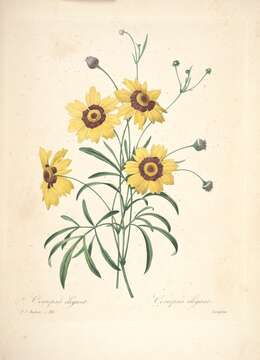 Coreopsis tinctoria Nutt. resmi