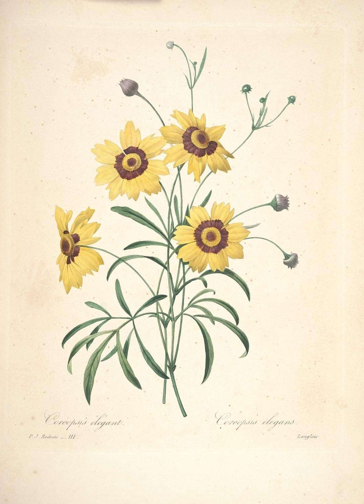 Image of golden tickseed