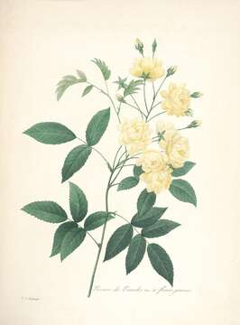 Image of Banks’ Rose