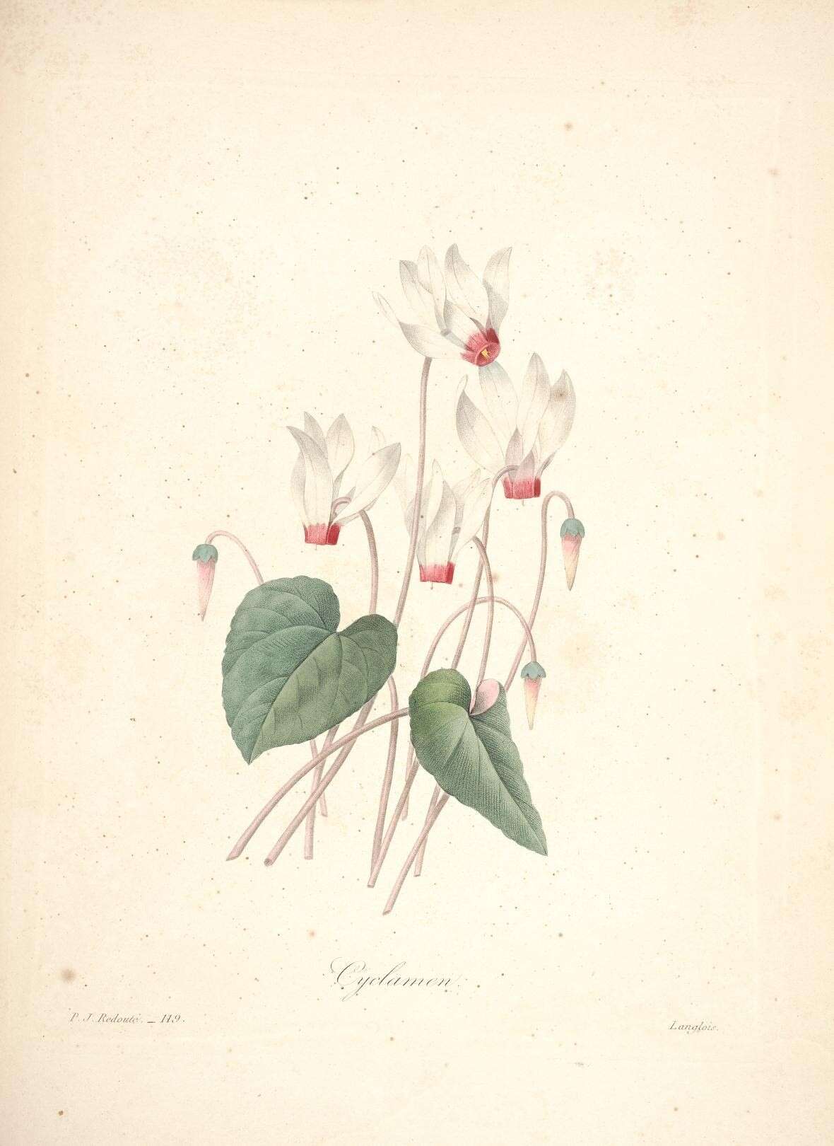 Image of florist's cyclamen