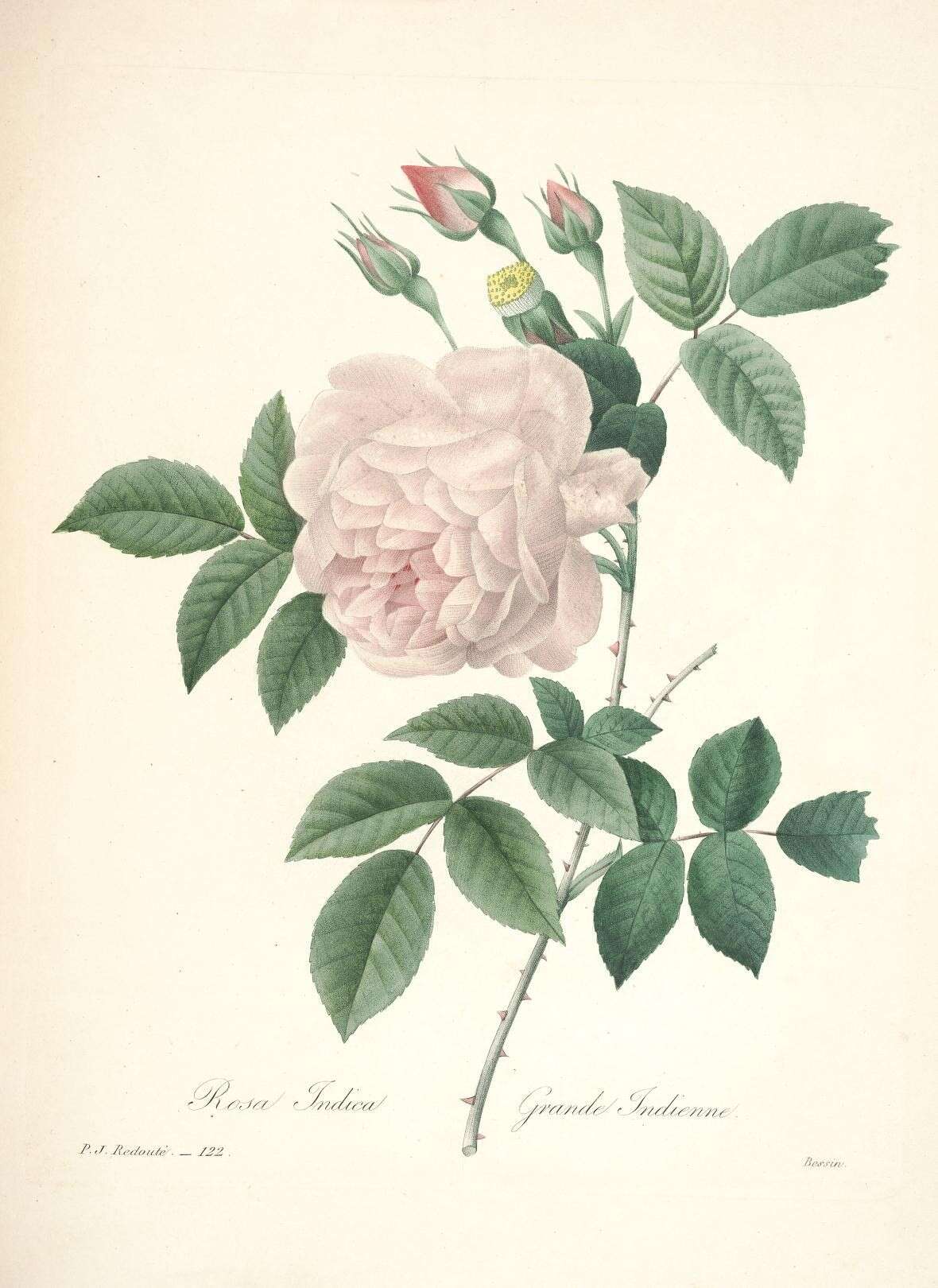 Image of Rose