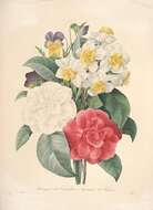 Image of camellia