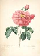 Image of French rose