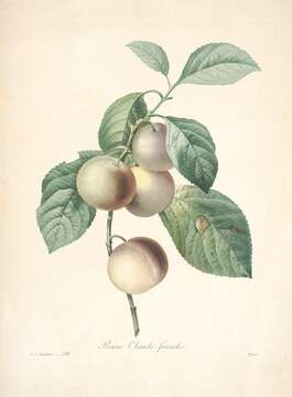 Plancia ëd Prunus domestica subsp. insititia (L.) Bonnier & Layens