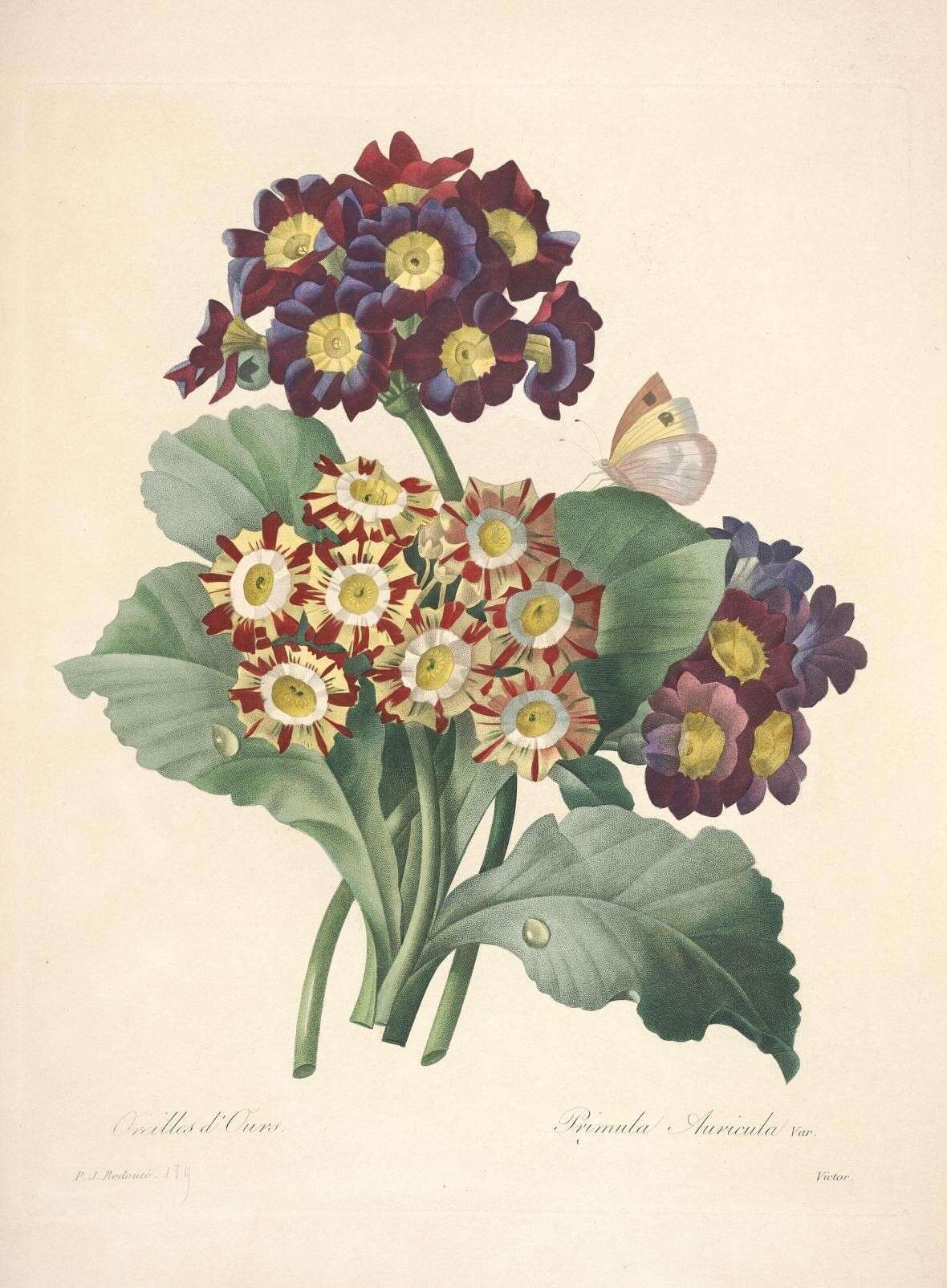 Image of Primula auricula L.