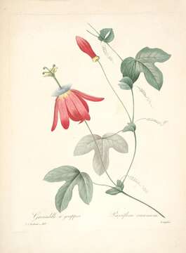 Image of passionflower