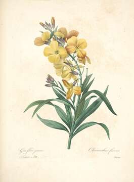 Image of Aegean wallflower