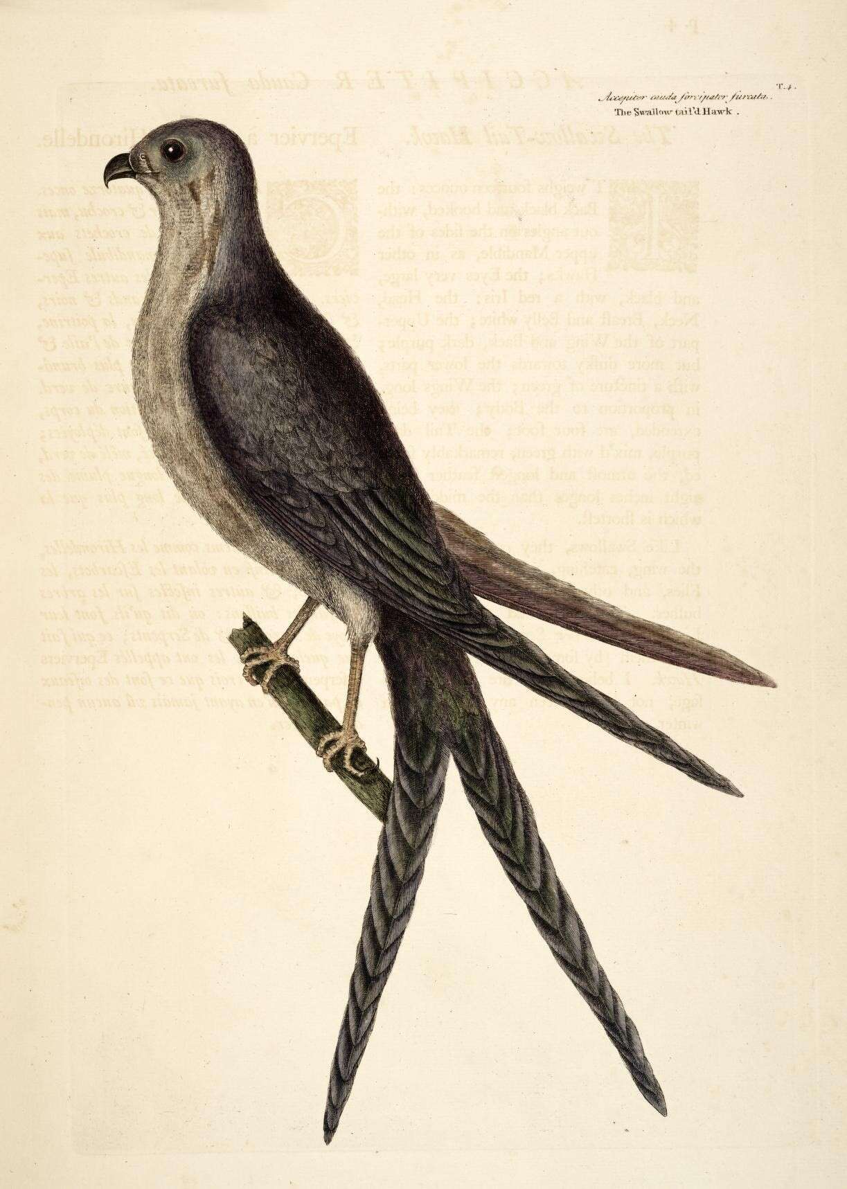 Image of Elanoides Vieillot 1818