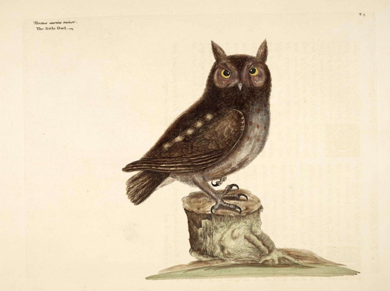 Image of Eastern Screech Owl