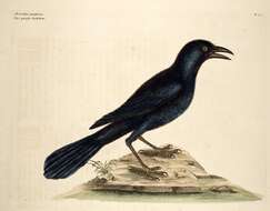 Image of Common Grackle