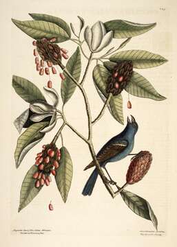 Sivun Magnolia virginiana L. kuva