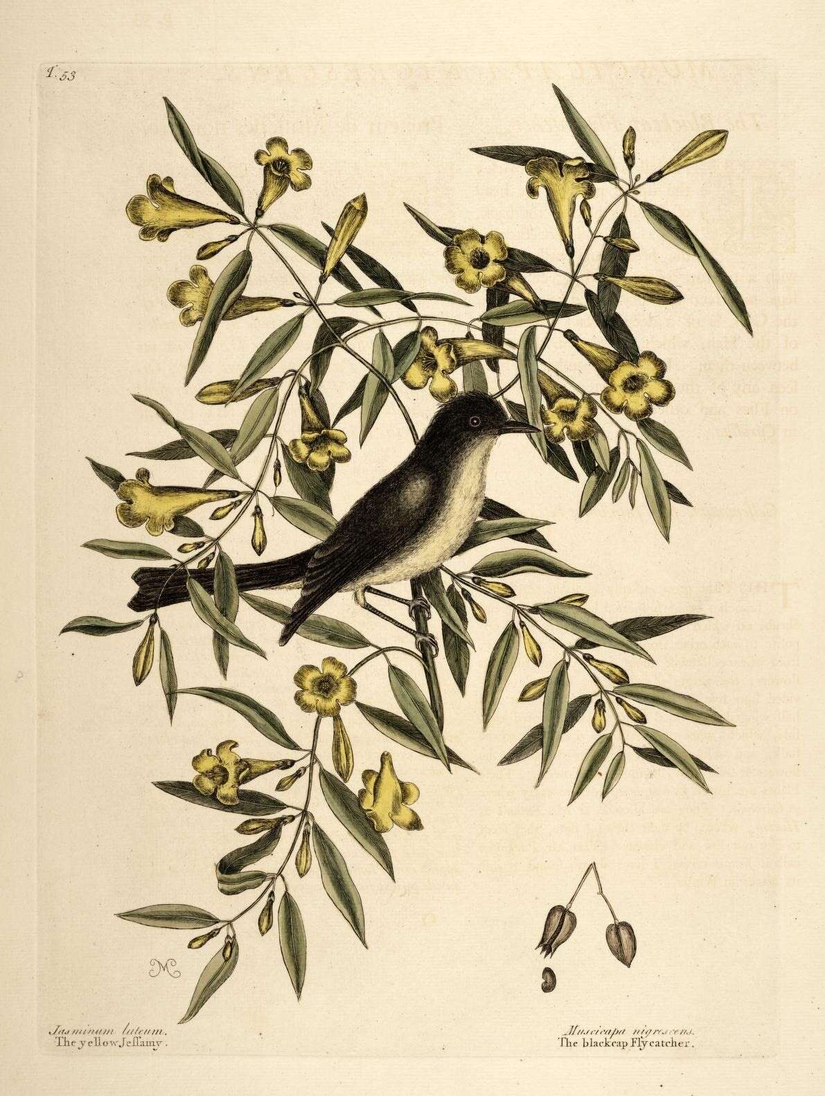 Image of Gelsemiaceae