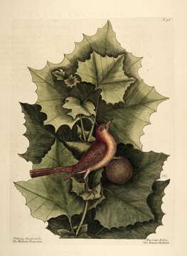 Image of American sycamore