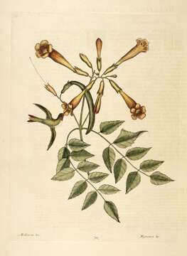 Image of trumpet creeper