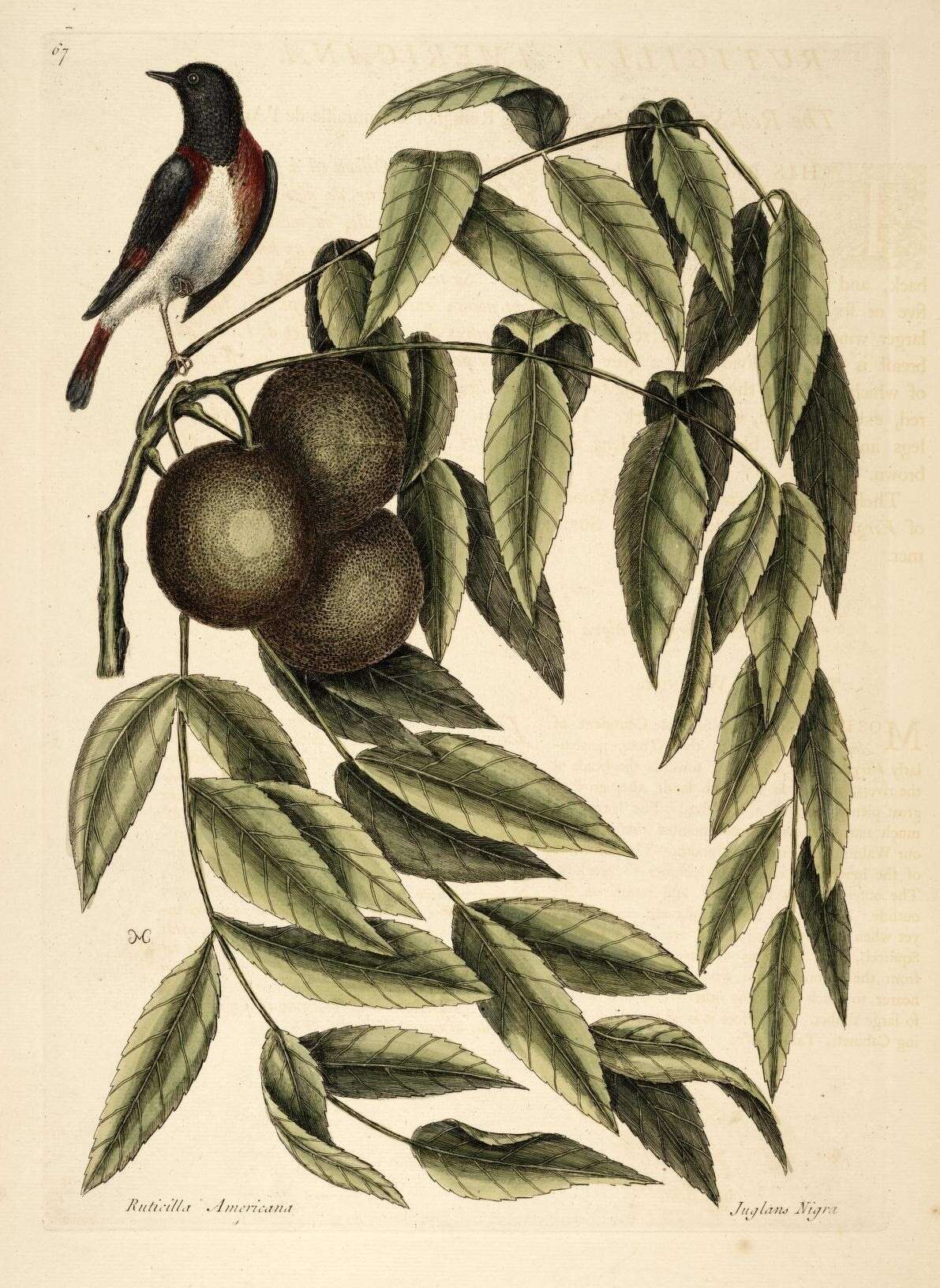 Image of black walnut