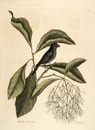 Imagem de Chionanthus virginicus L.