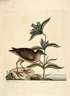 Image of Elliott's gentian