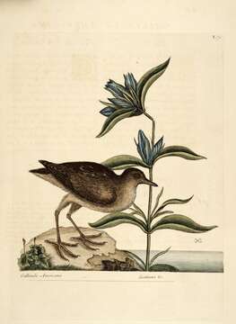 Image of Elliott's gentian