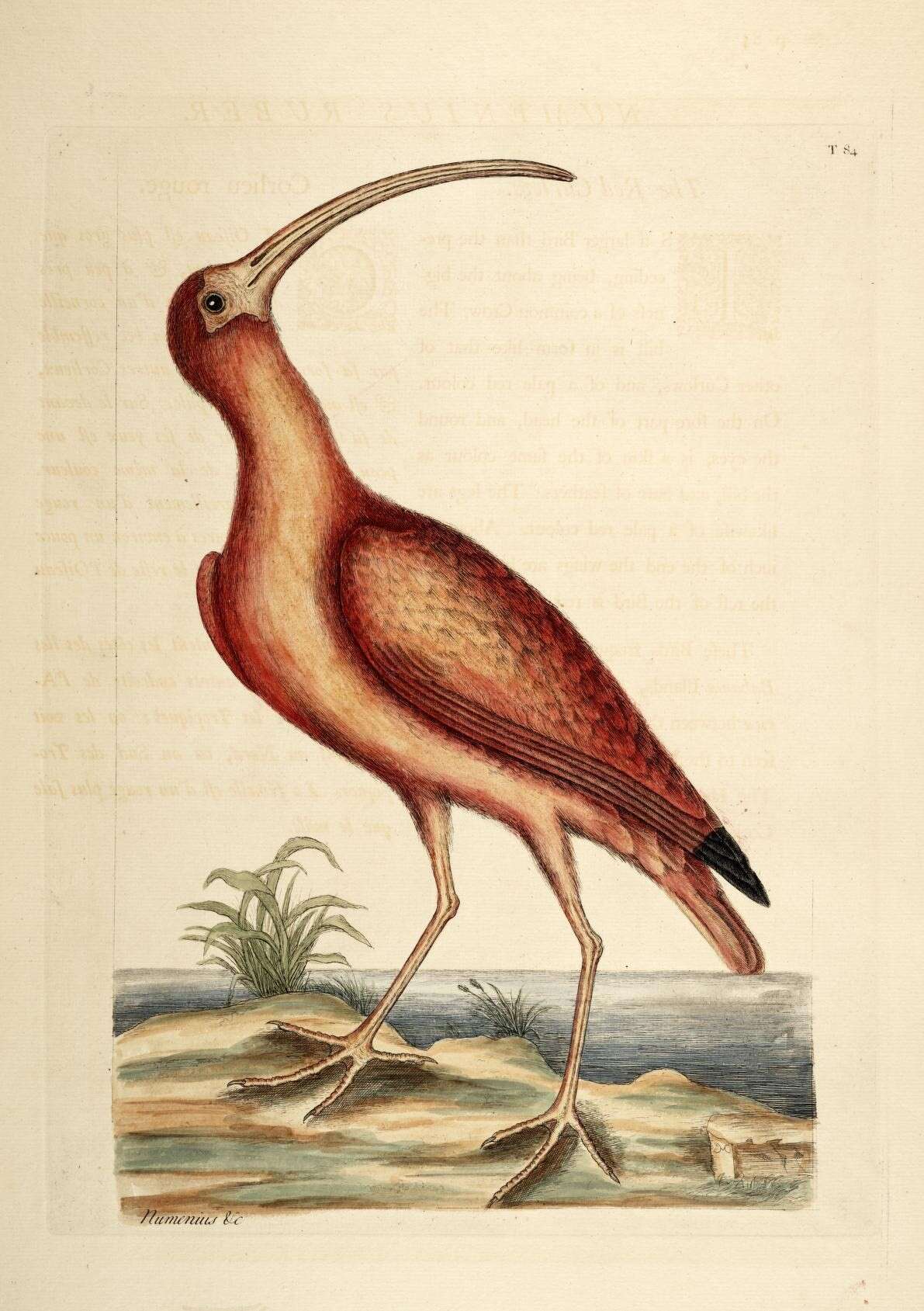 Image of Scarlet Ibis