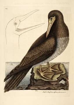 Image of Brown Booby